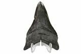 Serrated, Fossil Megalodon Tooth - South Carolina #148125-2